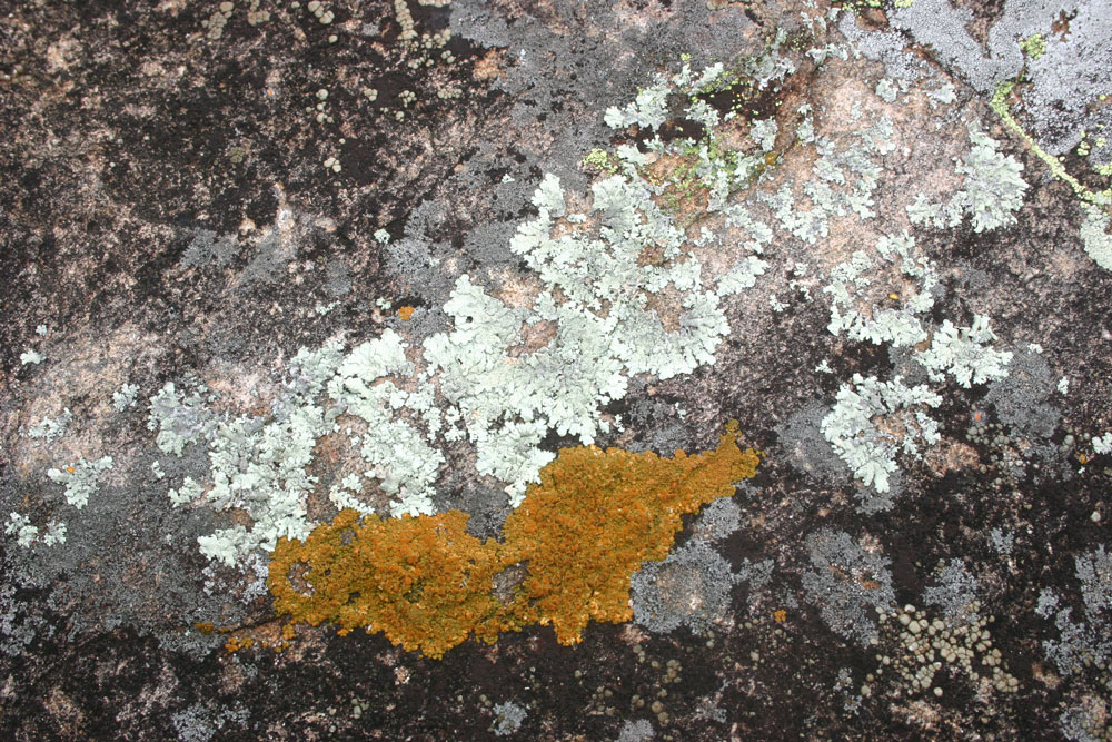 lichen2